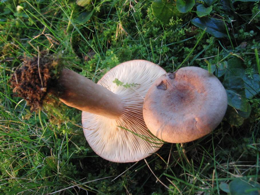 Dal giardino in settembre - Lactarius